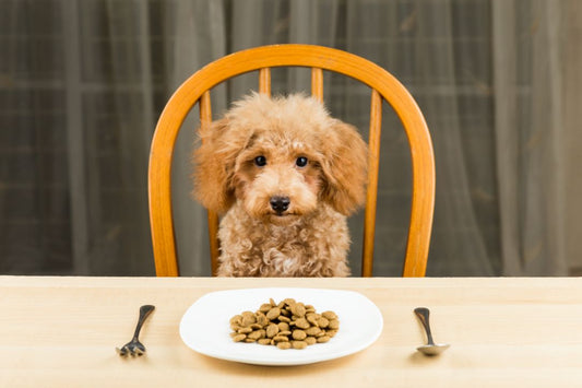 Exploring Caniche Nutrition: Traditional vs. Holistic Approaches