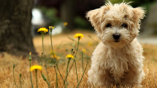Socializing Your Poodle: Tips from a Canine Connoisseur