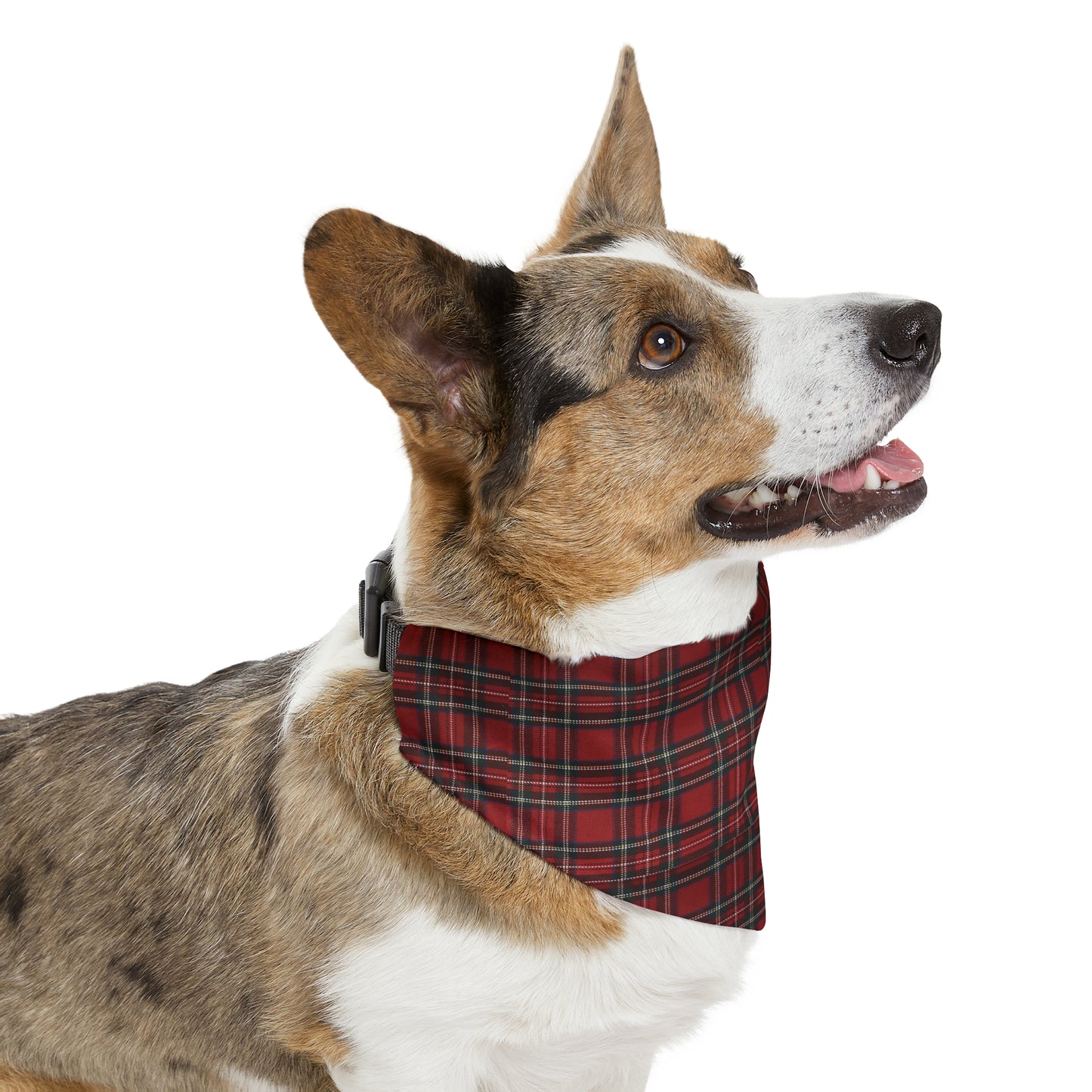 Scotch - Bandana