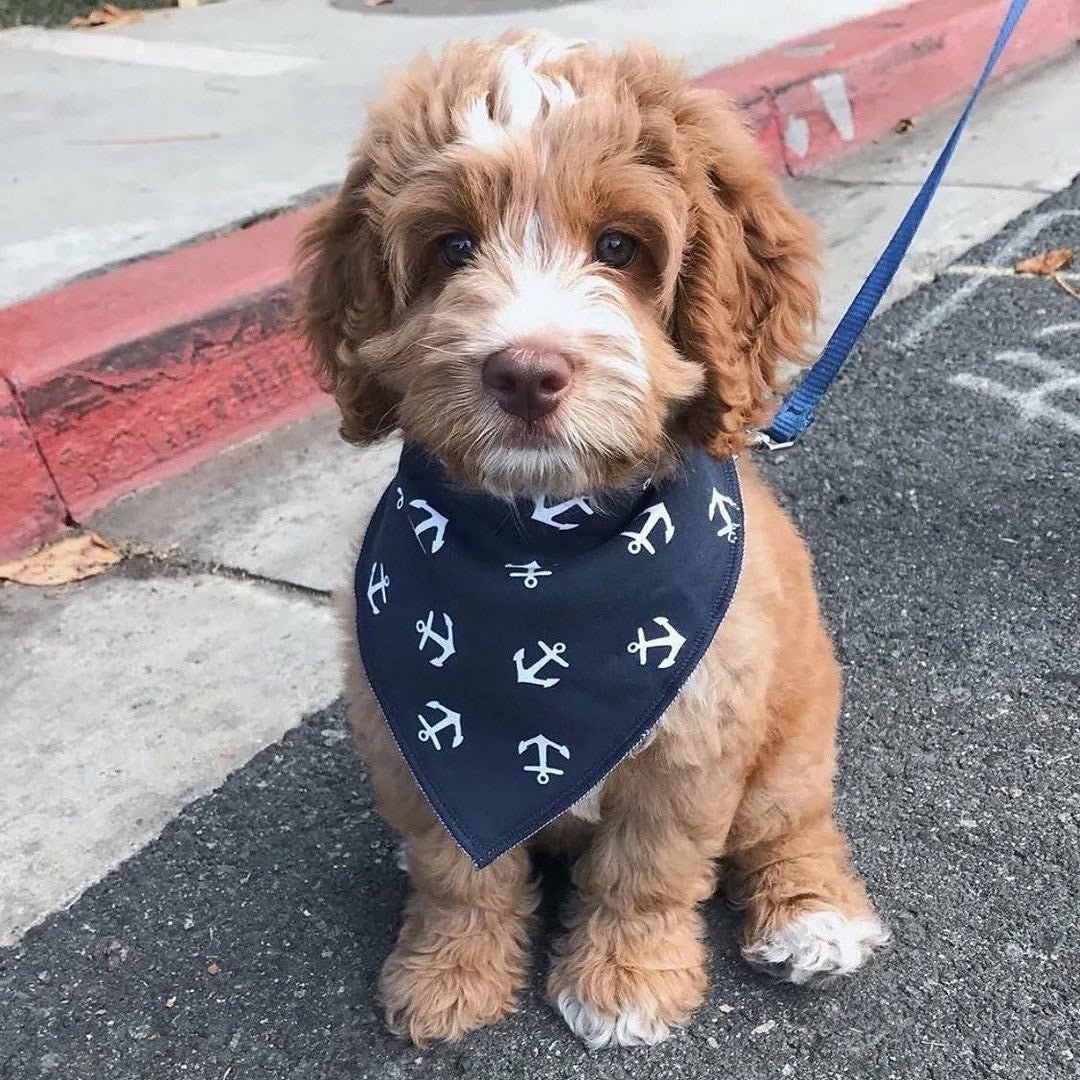 Navy - Bandana