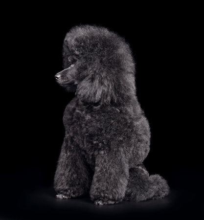 Unveiling the Mystery: Why Do Poodles Shed Their Fur?