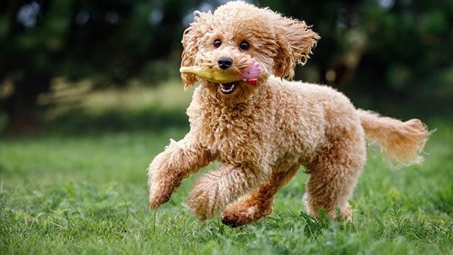 Unraveling the Enigma: Quirks of Poodle Personalities 🐩