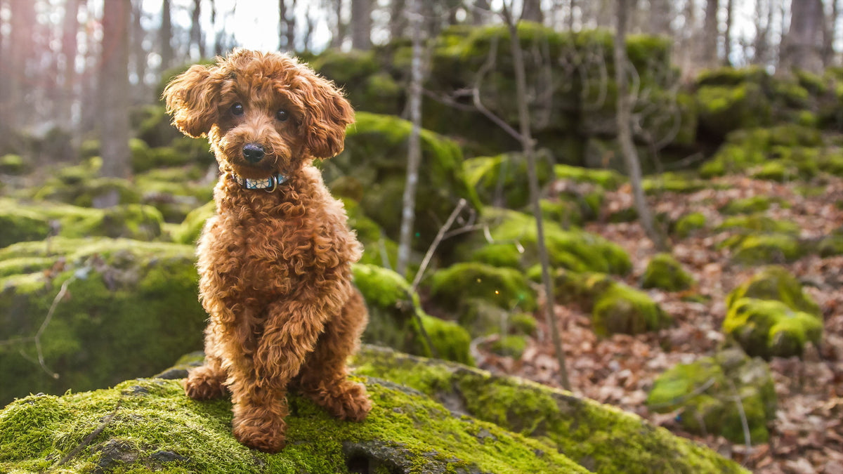 Top Poodle Activities: Unleashing Joy and Energy – PoodleCorner