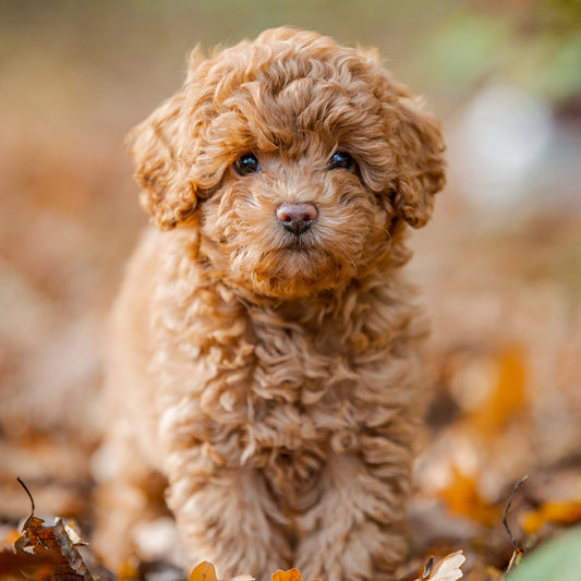 Exploring Poodle Breeds and Their Unique Traits