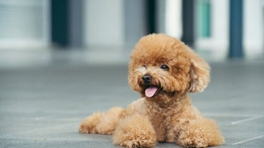 The Tiniest Poodle: Unraveling the World of Toy Poodles