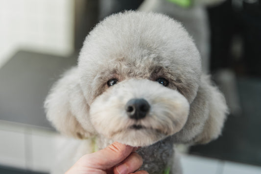 Unraveling the Low-Shedding World of Hypoallergenic Poodles for Allergy-Sensitive Pet Lovers