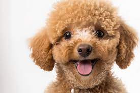 Signs Your Poodle is Delighted: Decoding Their Joyful Gestures 🐩🌟