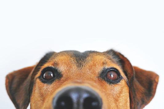 Spotting Stress Signals in Your Beloved Dog