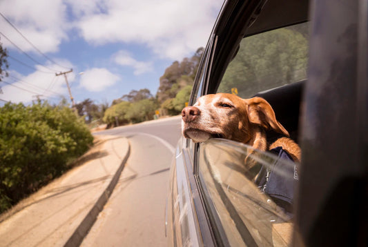 Top Tips for Travelling with Your Dog