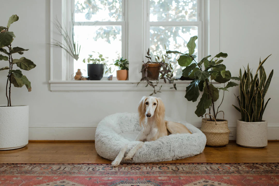 Creating a Cozy Haven A Safe Space for Your Dog