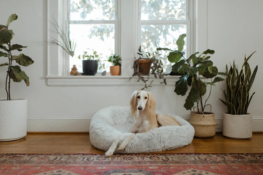 Creating a Cozy Haven A Safe Space for Your Dog