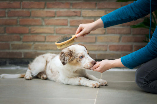 Innovative Grooming Tools for Stress-Free Dog Care