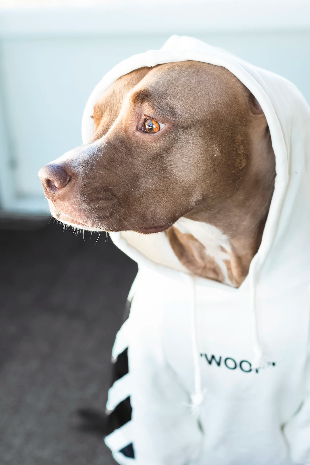 Chic Hoodies for Dogs to Keep Them Warm and Stylish