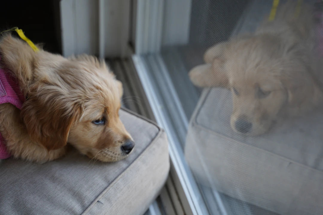 Spotting Stress Understanding Your Dog's Needs
