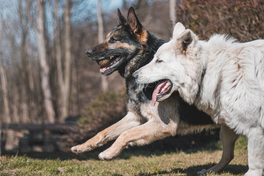 The Importance of Play in Your Dog's Development