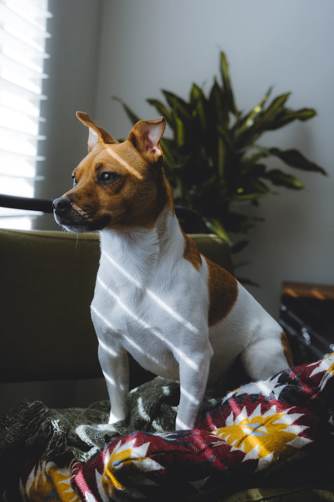 Elevate Your Home with Unique Dog Art Prints