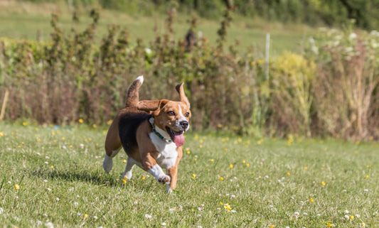 The Incredible Benefits of Daily Exercise for Dogs