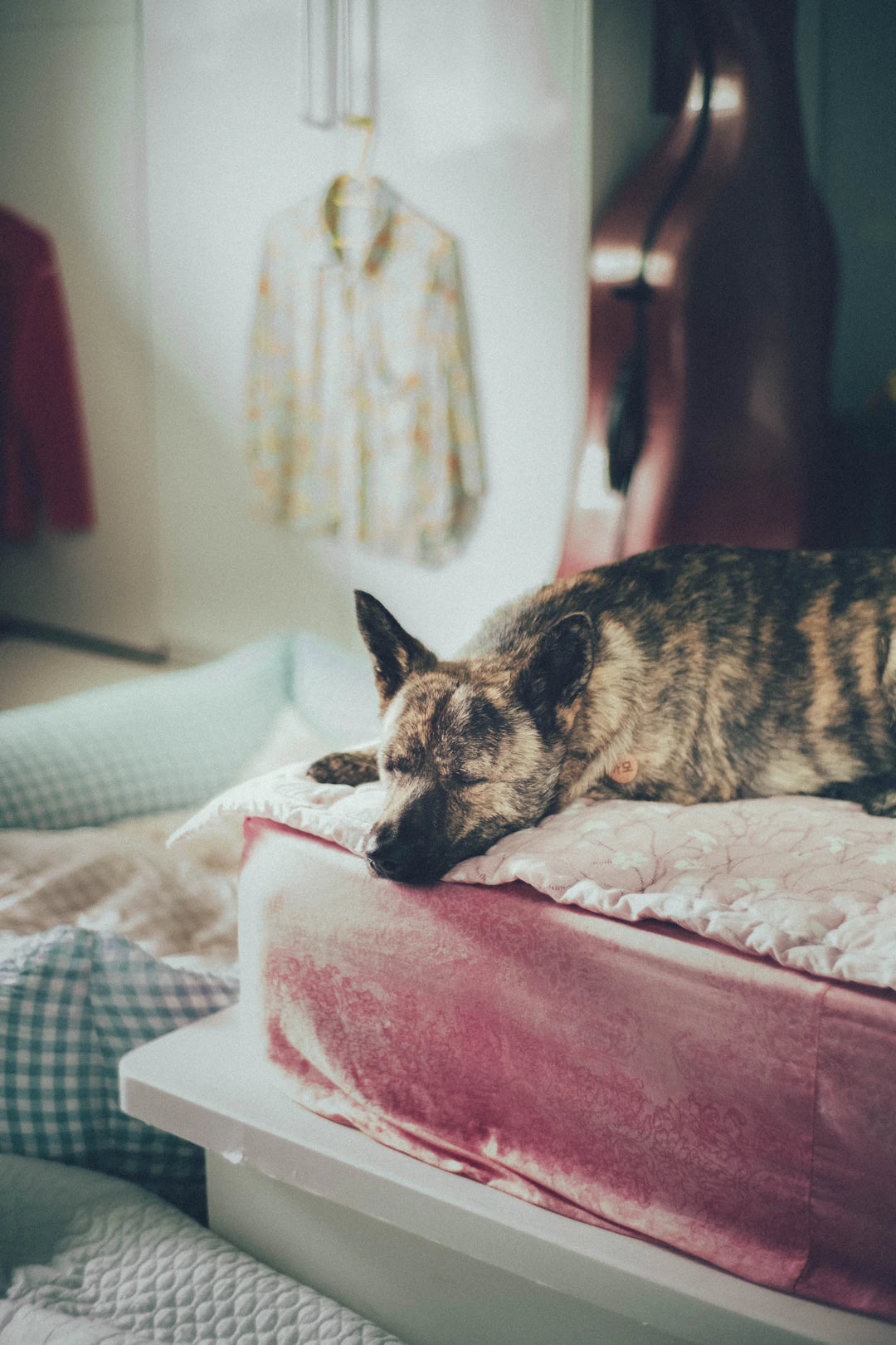 Discover Luxurious Dog Beds for Ultimate Comfort