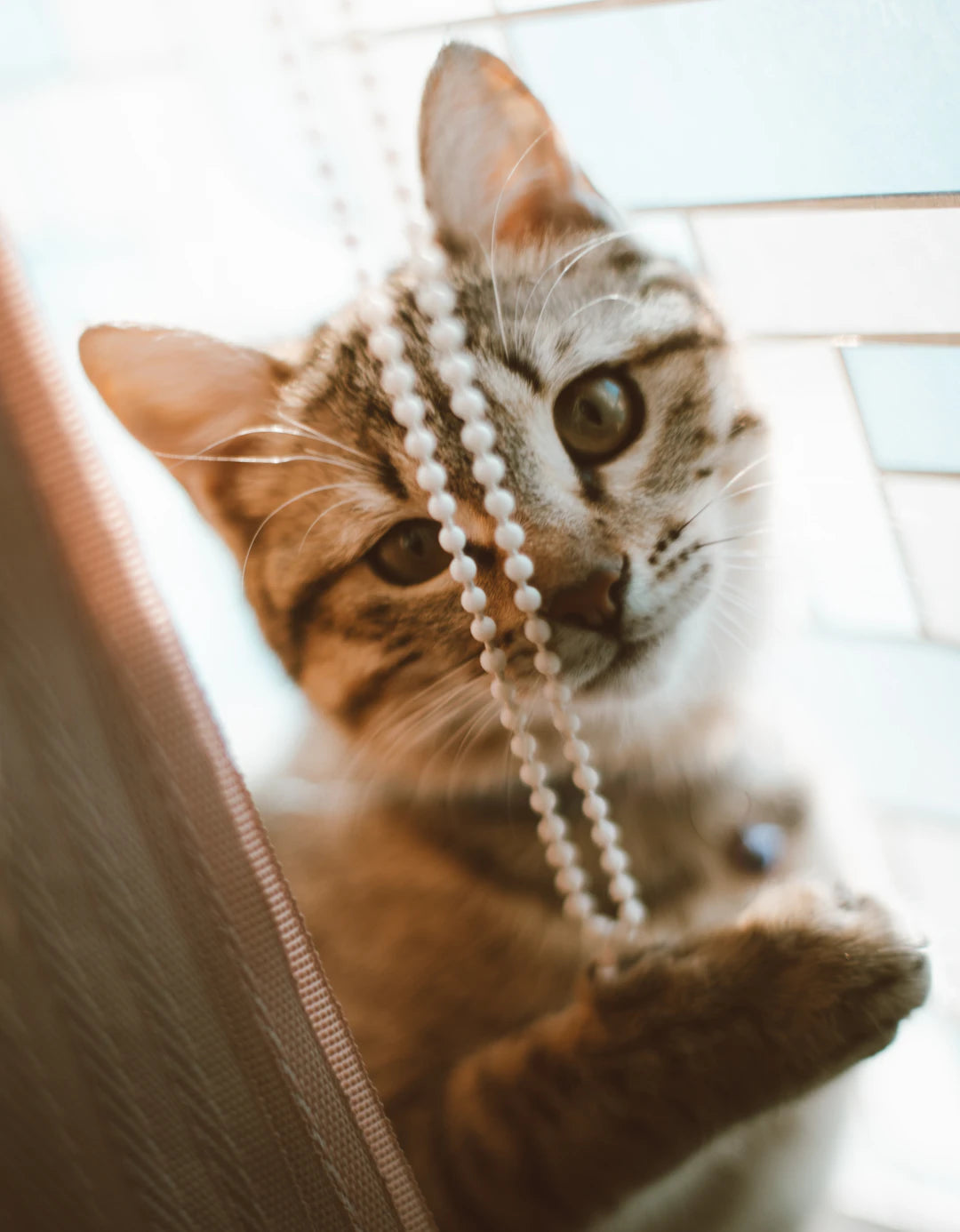 Stylish and Functional Dog Accessories for Adventurous Owners