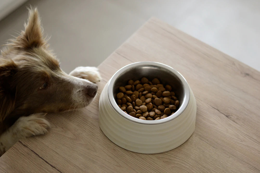 Essential Dog Nutrition Basics Every Owner Should Know