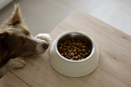Essential Dog Nutrition Basics Every Owner Should Know