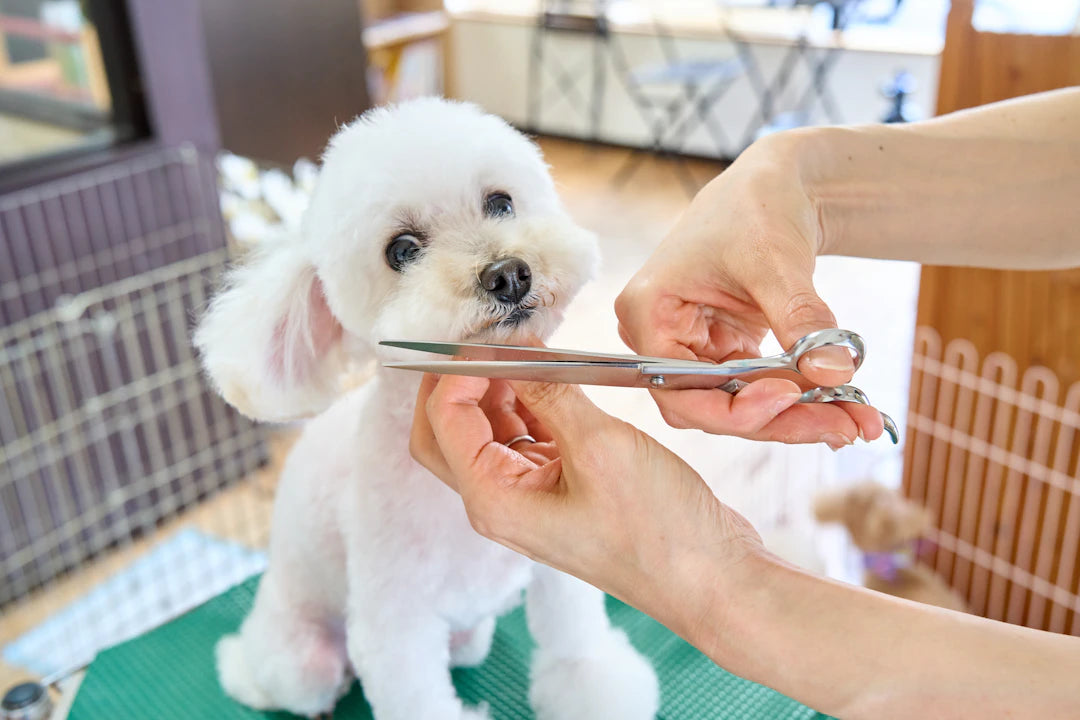 Innovative Grooming Solutions for Happy Dogs