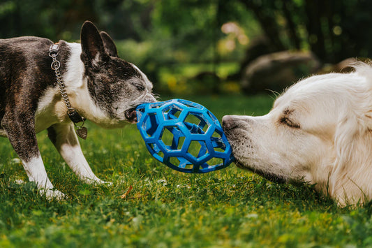 Keep Your Dog Happy Mental Stimulation Tips