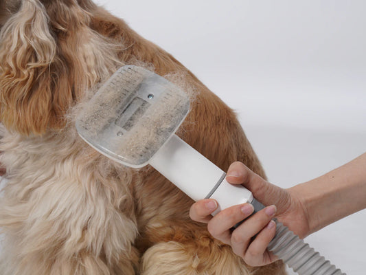 Essential Grooming Tips for Every Dog Breed