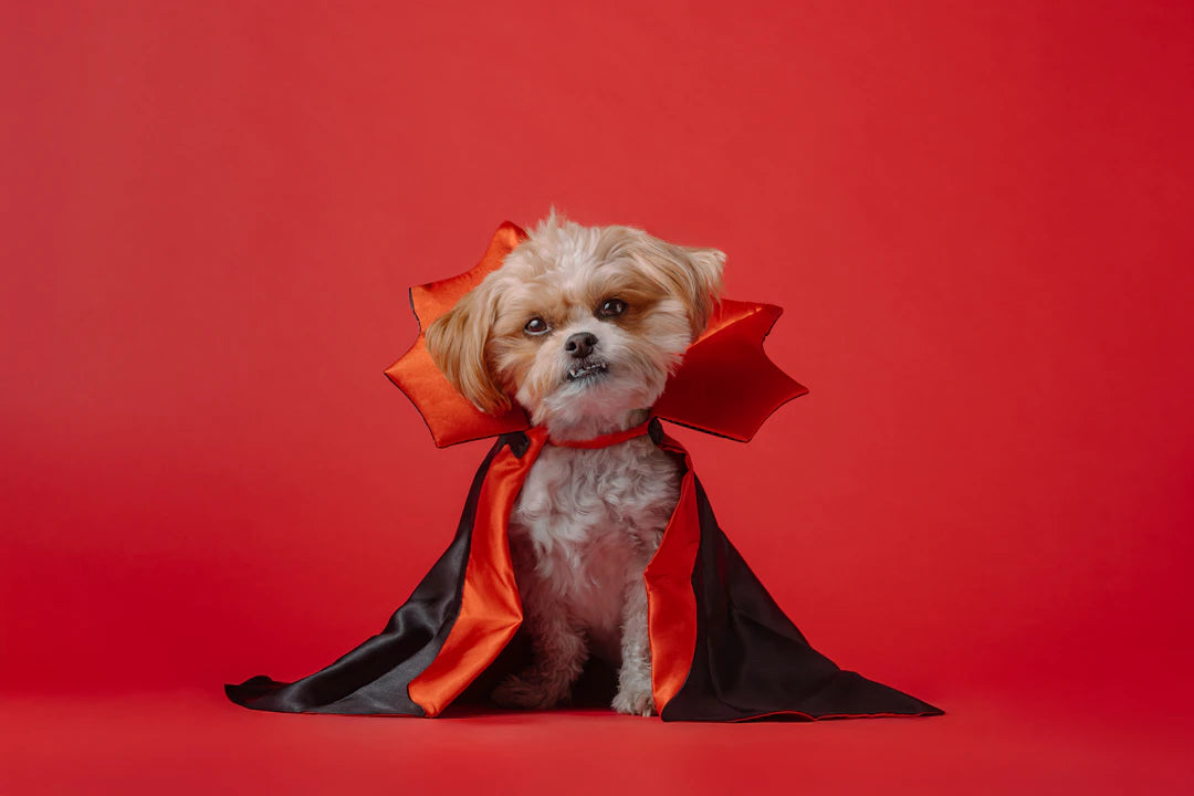 Enchanting Dog Costumes for Festive Fun and Play