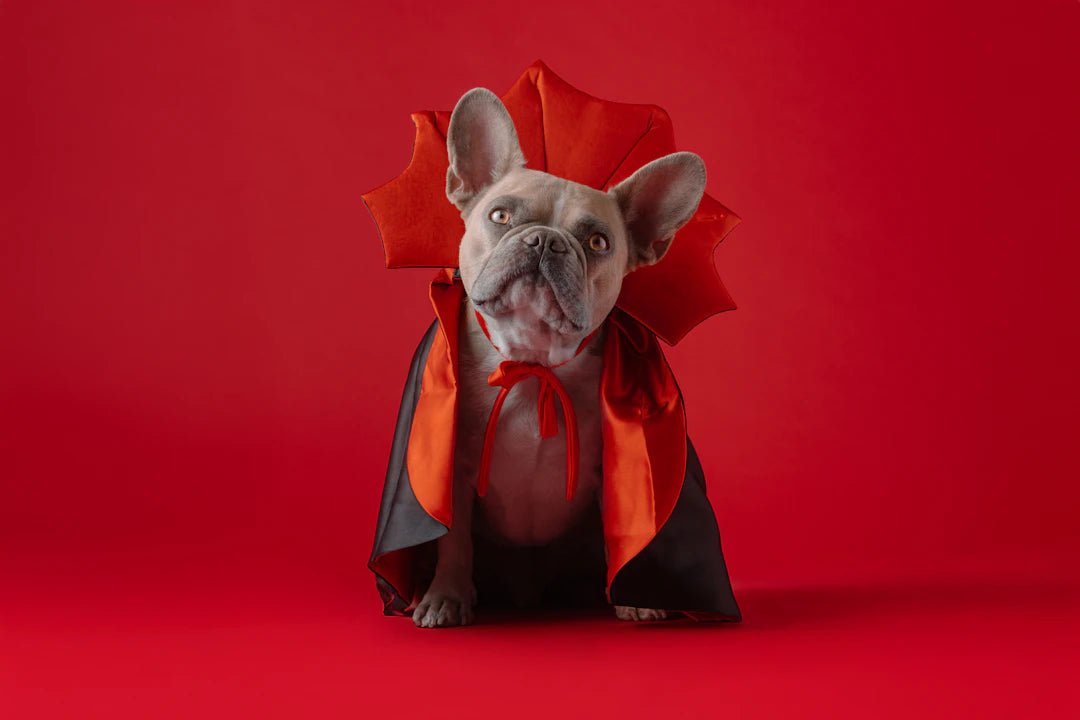 Charming Costumes for Dogs Inspired by Pop Culture