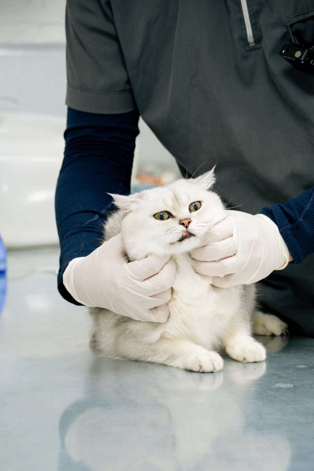 The Importance of Regular Vet Check-ups for Dogs