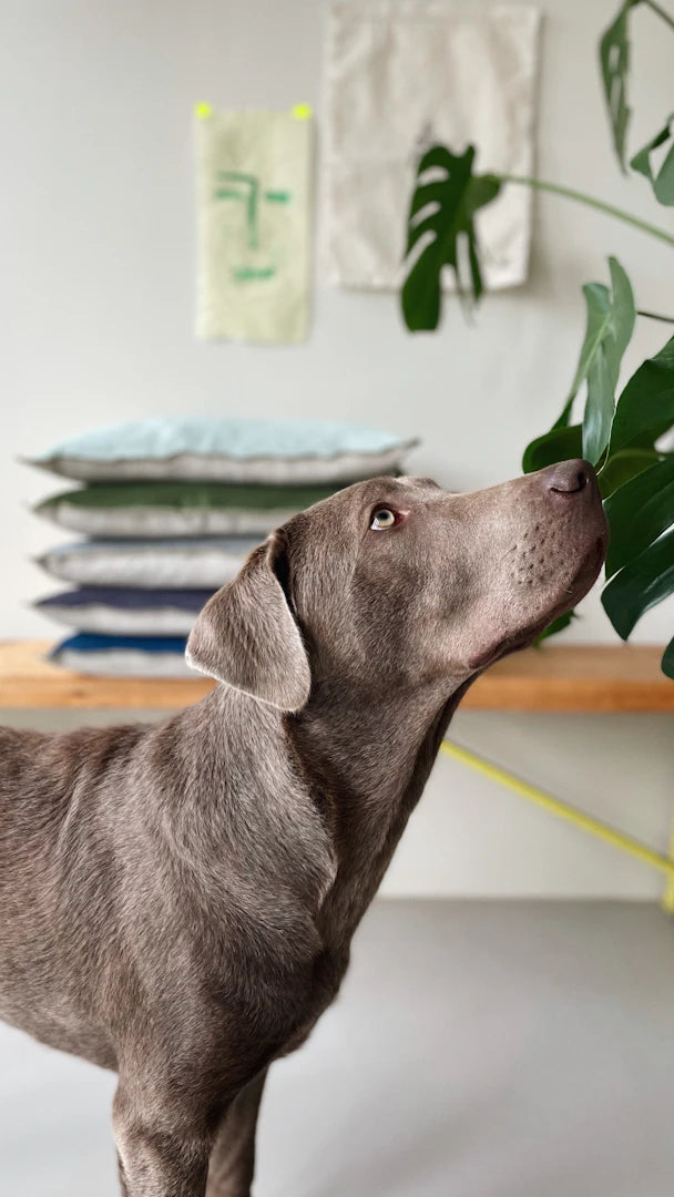 Eco-Friendly Dog Supplies for Caring Pet Owners