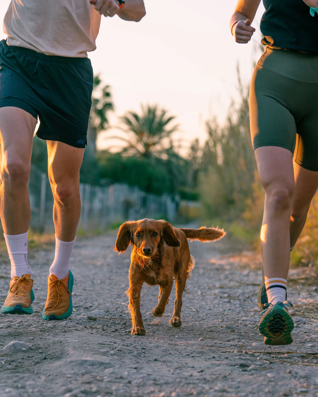 The Importance of Regular Exercise for Dogs