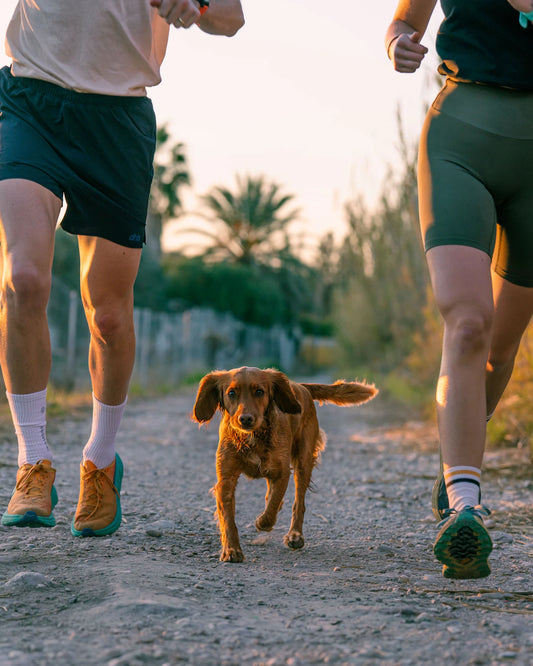 The Importance of Regular Exercise for Dogs