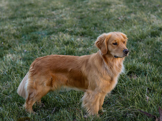 Understanding Dog Breeds and Their Unique Needs