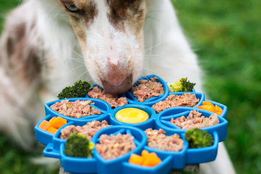 Interactive Treat and Play Toys for Engaging Dogs