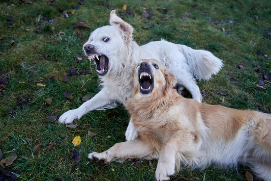 Addressing Common Behavioural Issues in Dogs