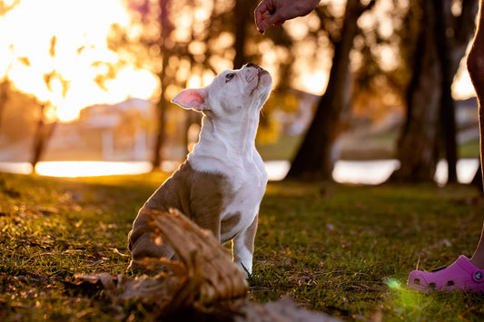 Essential Puppy Training Techniques for Happy Dogs