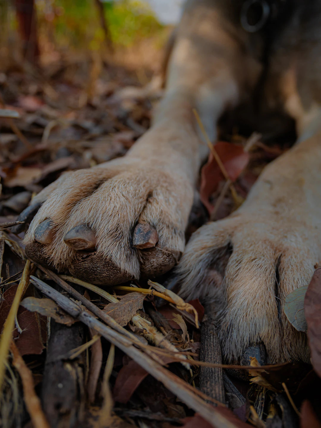 Seasonal Care Tips for Your Dog