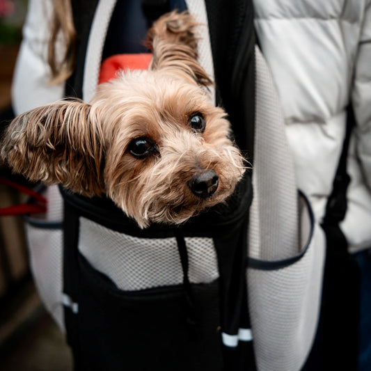 Safe and Stylish Dog Carriers for Travel Comfort