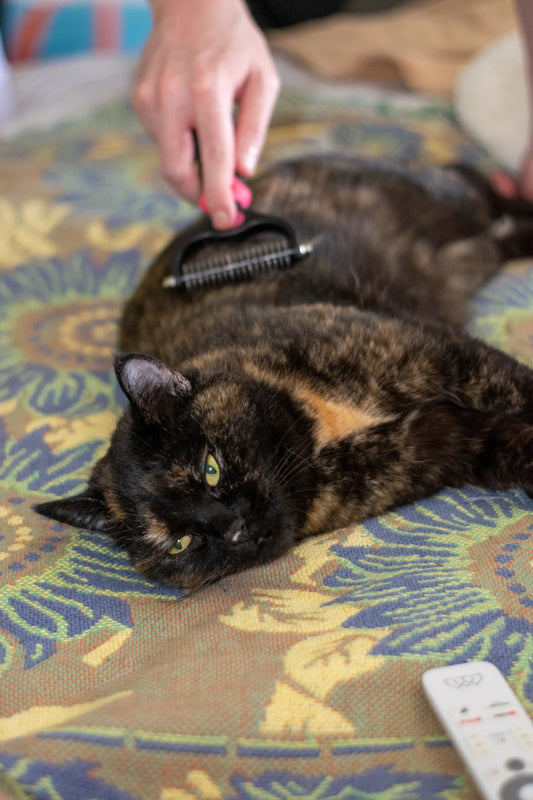 Grooming Essentials for Dogs with Healthy Coats