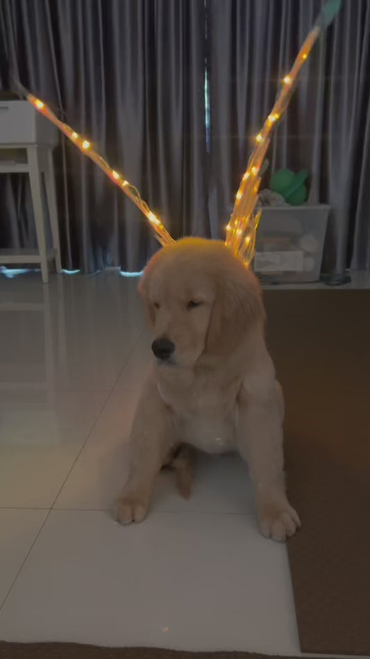 Doggy Butterfly Fairy Wings - Light, Movement & Music